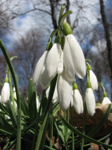 snowdrop-371581_640
